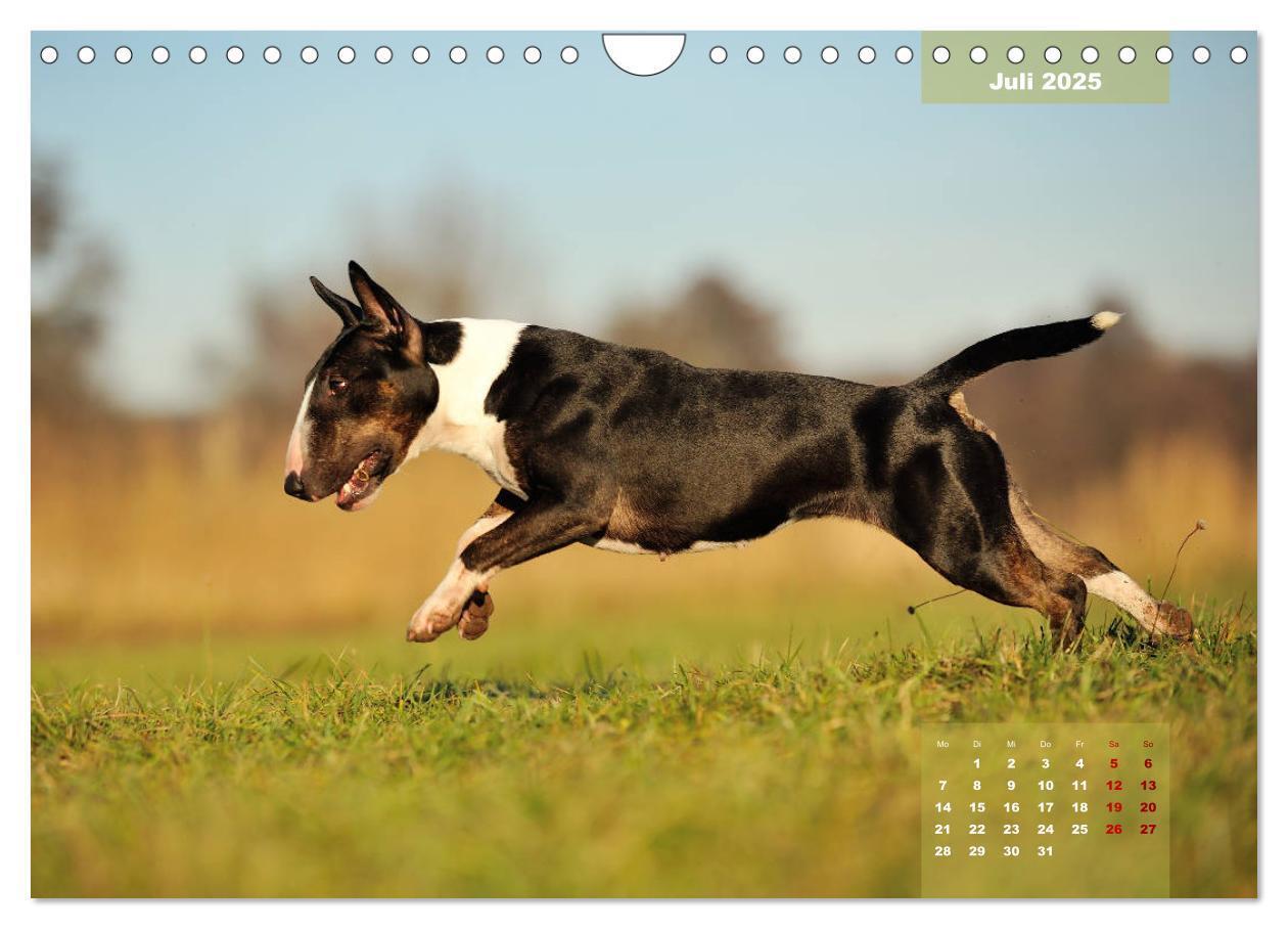 Bild: 9783435341559 | Bullterrier 2025 Frech und fröhlich durch das Jahr (Wandkalender...