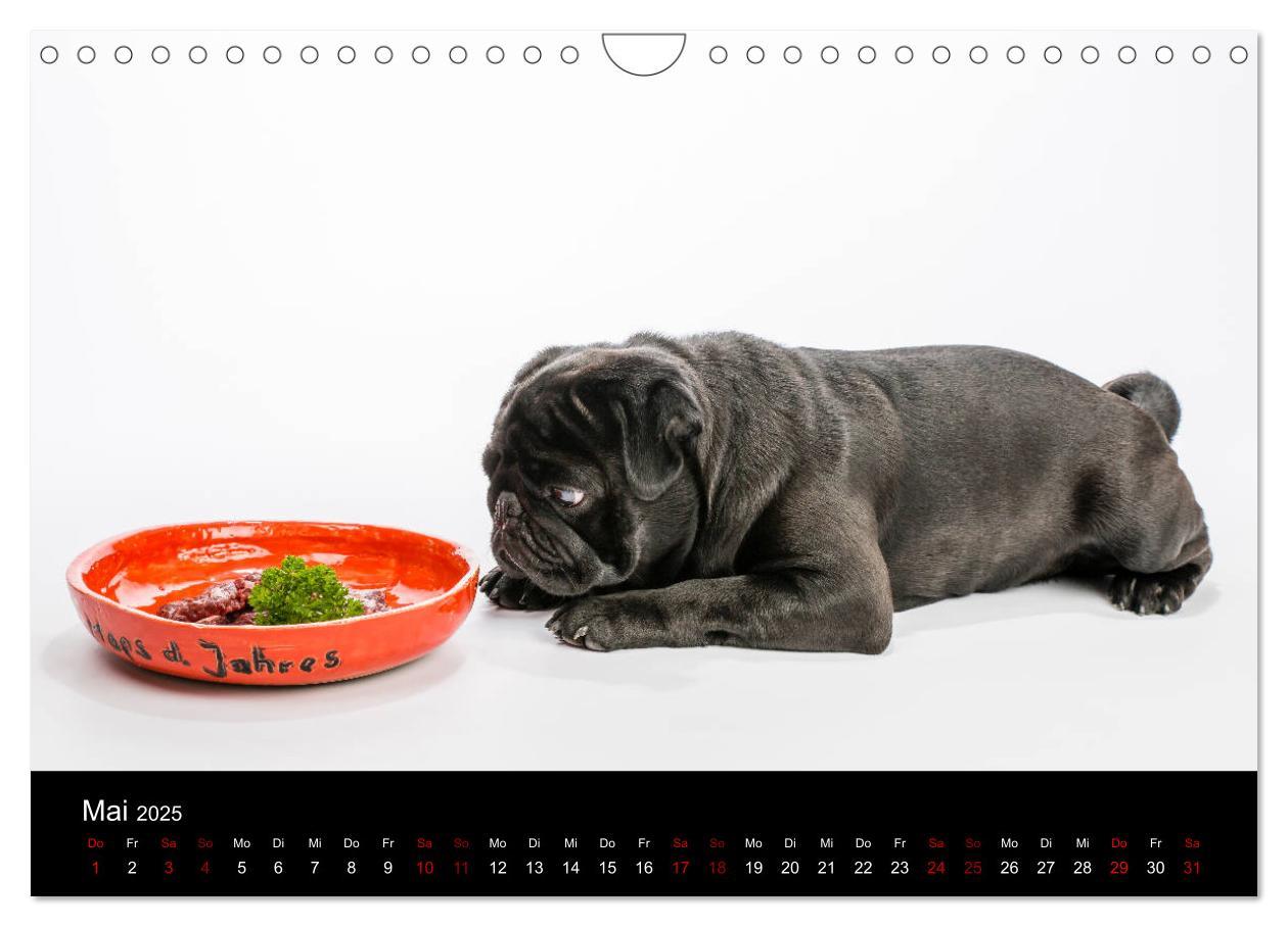 Bild: 9783435418428 | MÖPSE - tierische Momente im Fotostudio (Wandkalender 2025 DIN A4...