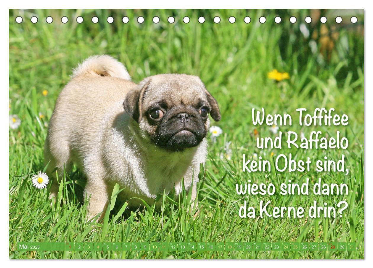 Bild: 9783457167267 | Lächeln mit Mops (Tischkalender 2025 DIN A5 quer), CALVENDO...