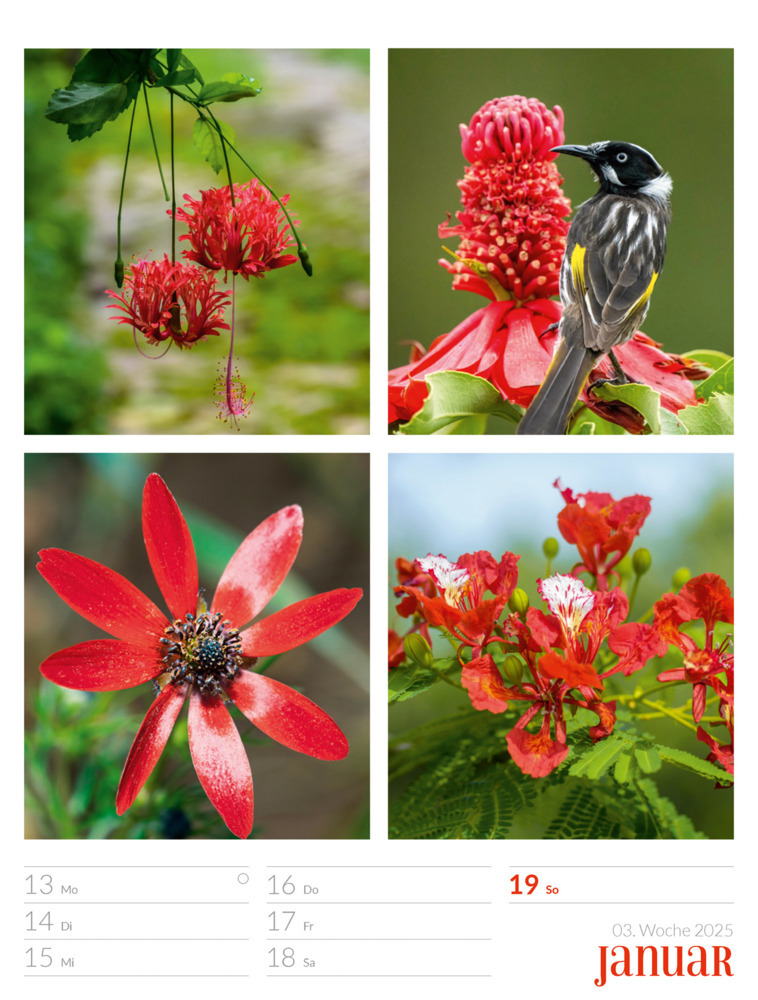 Bild: 9783838425818 | Farben der Natur - Wochenplaner Kalender 2025 | Ackermann Kunstverlag