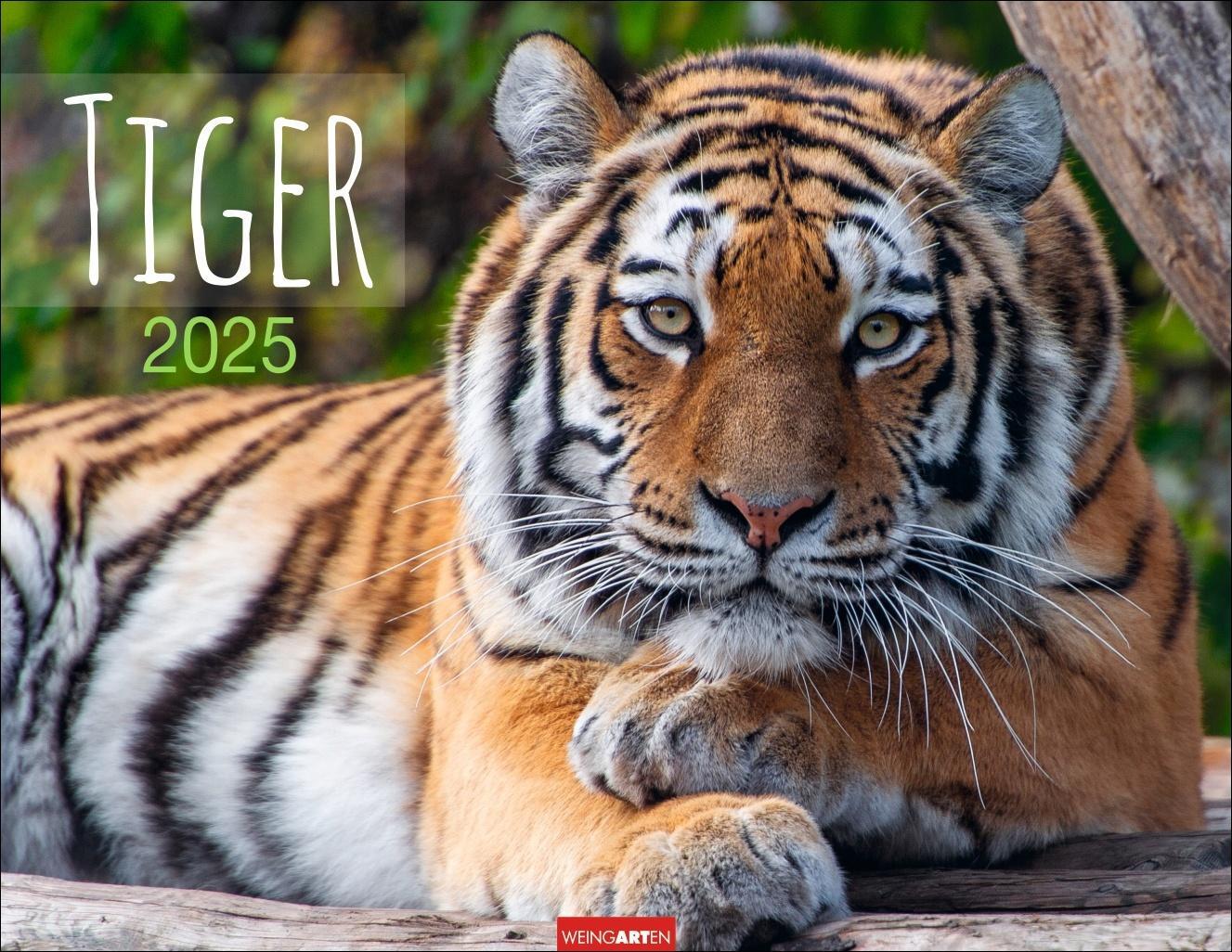 Cover: 9783839900413 | Tiger Kalender 2025 | Kalender | Spiralbindung | 14 S. | Deutsch