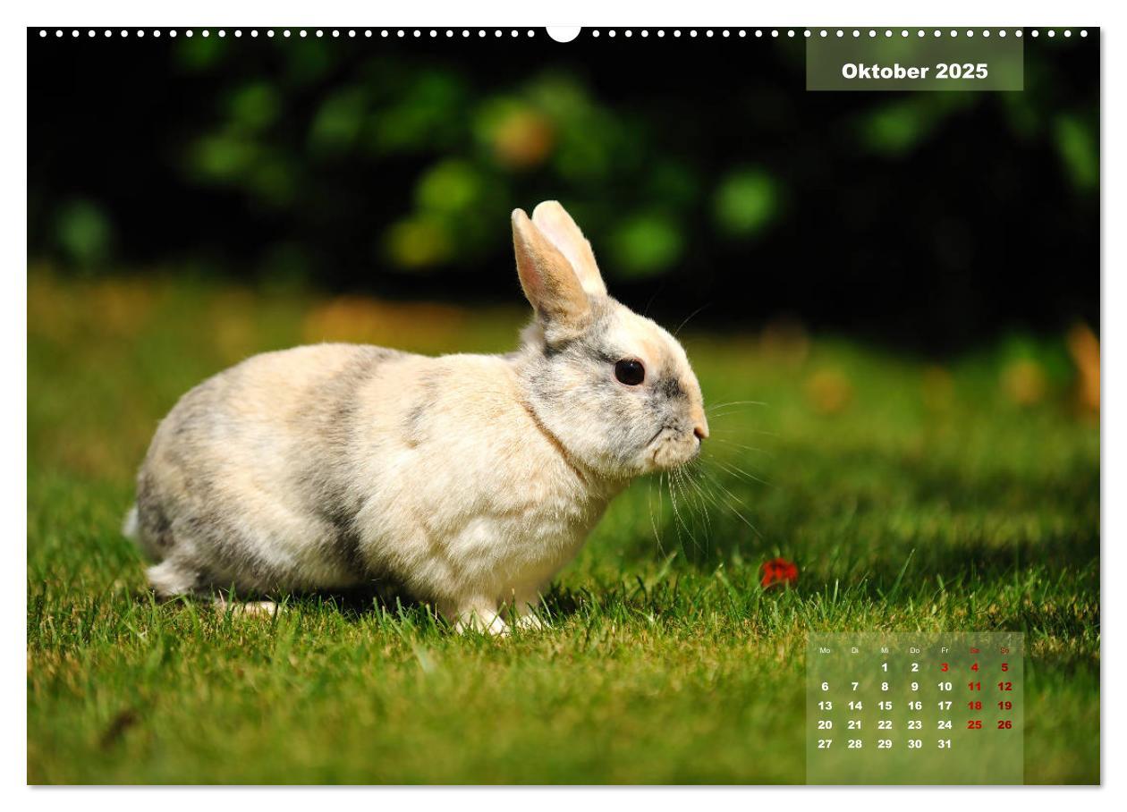 Bild: 9783435340866 | Kaninchen klein und putzig (Wandkalender 2025 DIN A2 quer),...