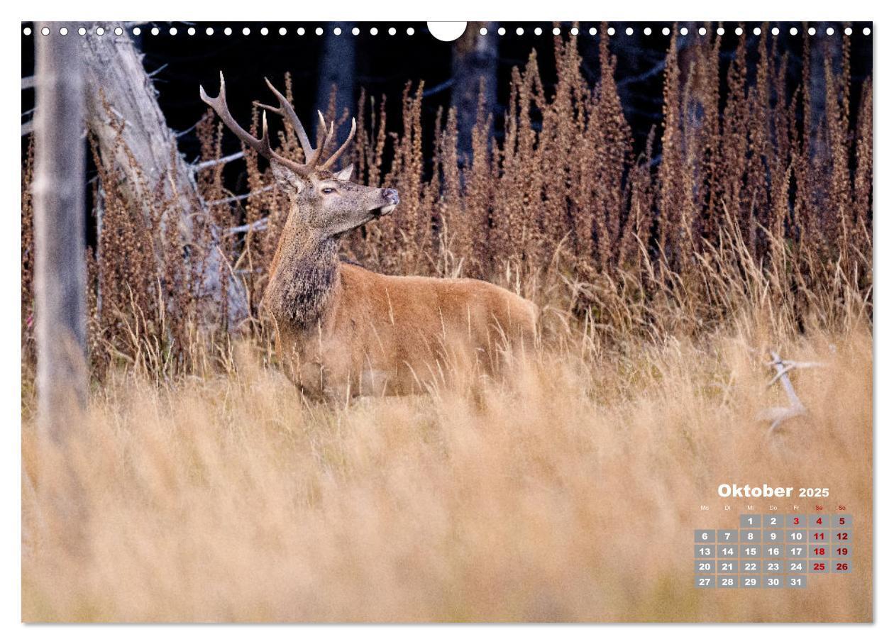 Bild: 9783435003877 | Krafttier Hirsch (Wandkalender 2025 DIN A3 quer), CALVENDO...