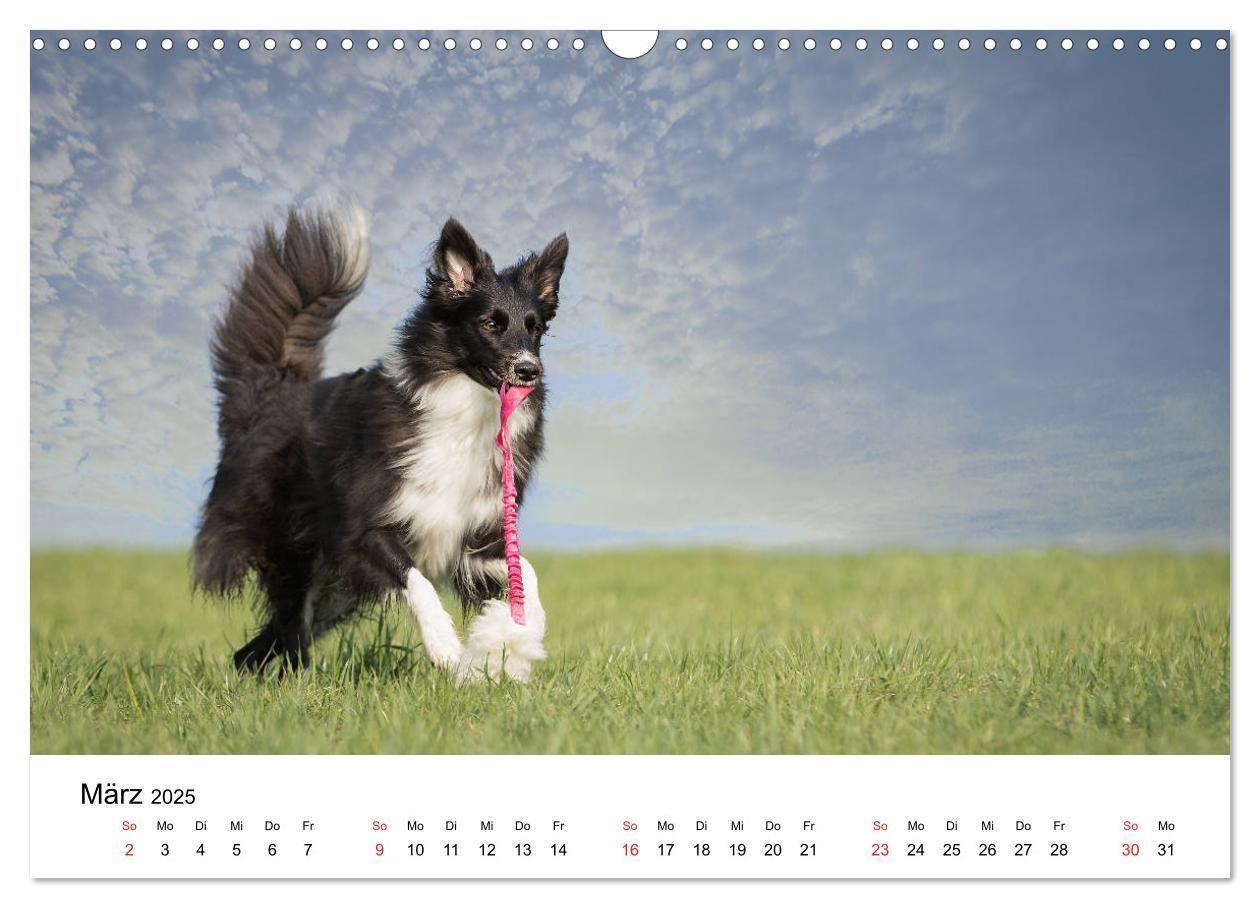 Bild: 9783435191383 | Border Collie - Bunt und clever! (Wandkalender 2025 DIN A3 quer),...