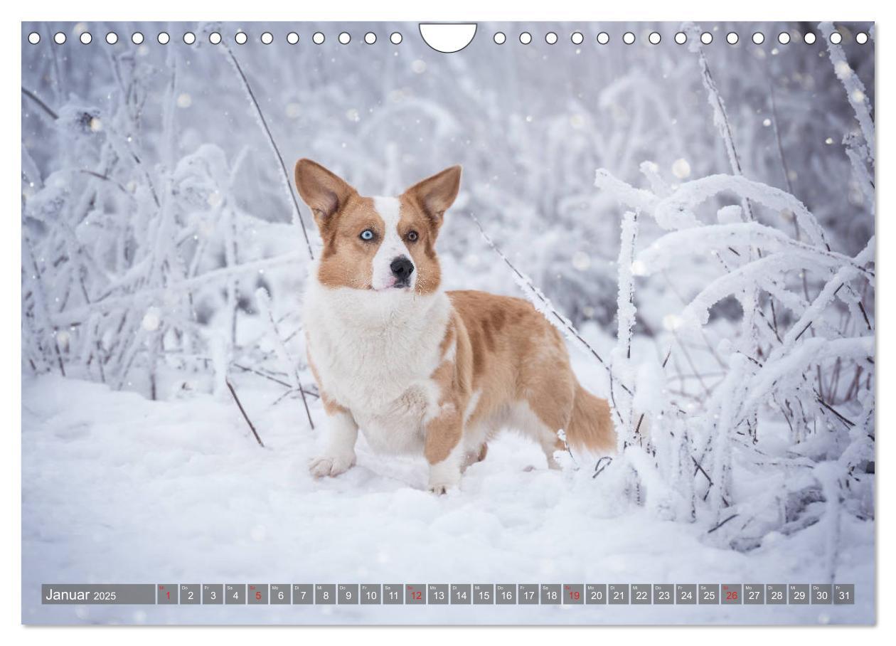 Bild: 9783435118861 | Welsh Corgi - Der Kobold unter den Hunden (Wandkalender 2025 DIN A4...