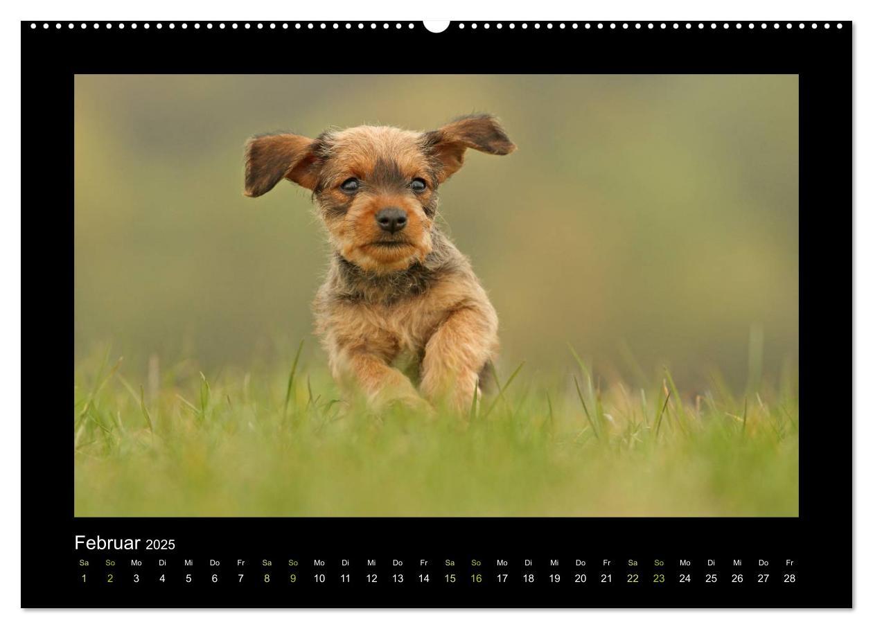 Bild: 9783435640744 | Allerlei Hundekinder (Wandkalender 2025 DIN A2 quer), CALVENDO...