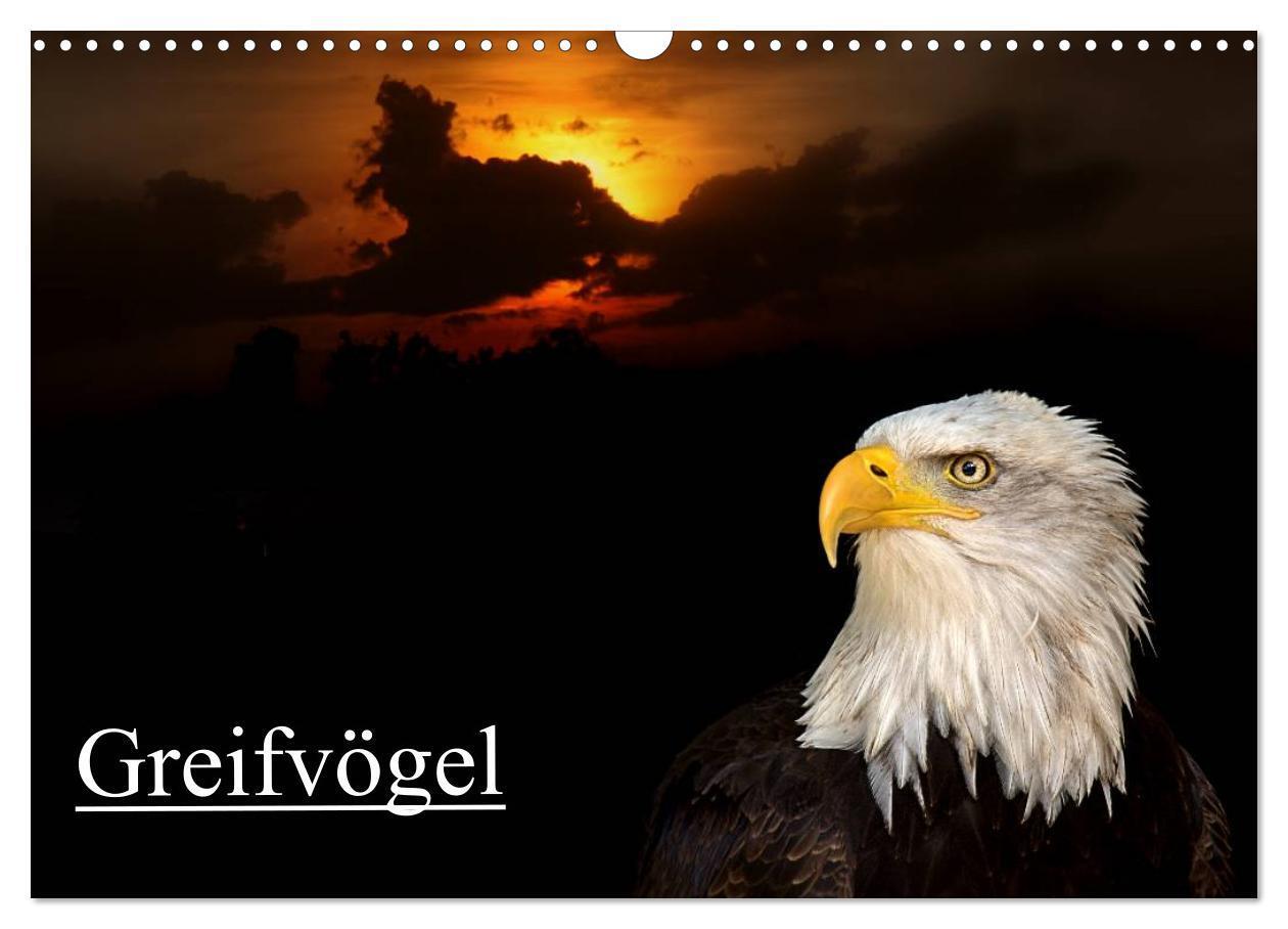 Cover: 9783383611827 | Greifvögel (Wandkalender 2024 DIN A3 quer), CALVENDO Monatskalender