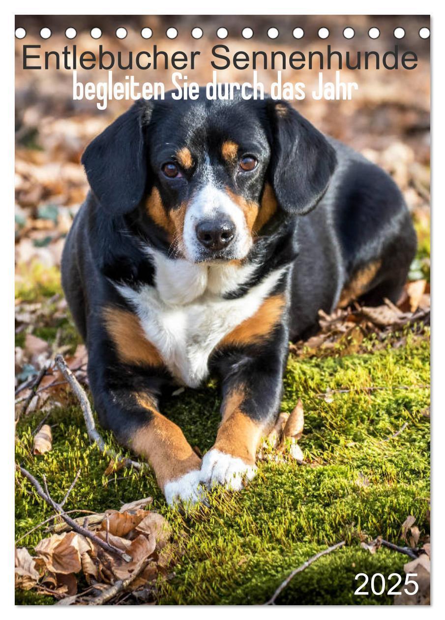 Cover: 9783457025314 | Entlebucher Sennenhunde begleiten Sie durch das Jahr (Tischkalender...