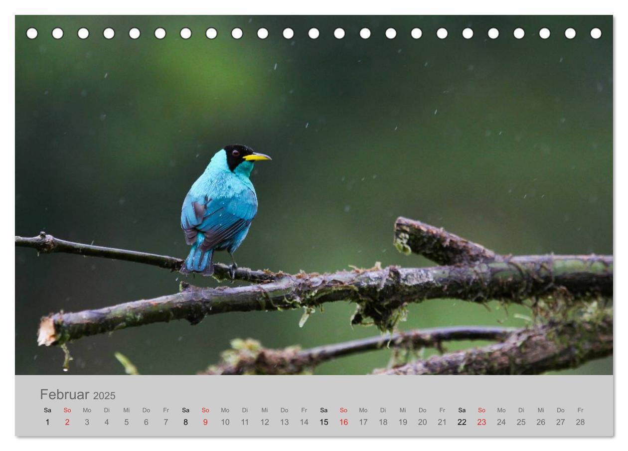 Bild: 9783435618668 | Costa Rica - Exotische Vögel im Regenwald (Tischkalender 2025 DIN...