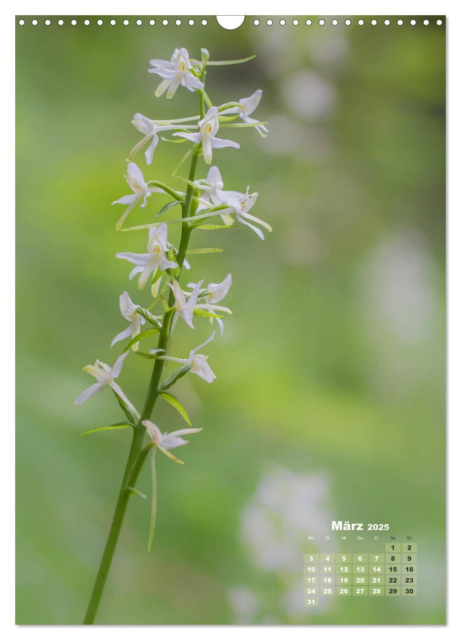 Bild: 9783435990207 | Orchideen in freier Wildbahn (Wandkalender 2025 DIN A3 hoch),...