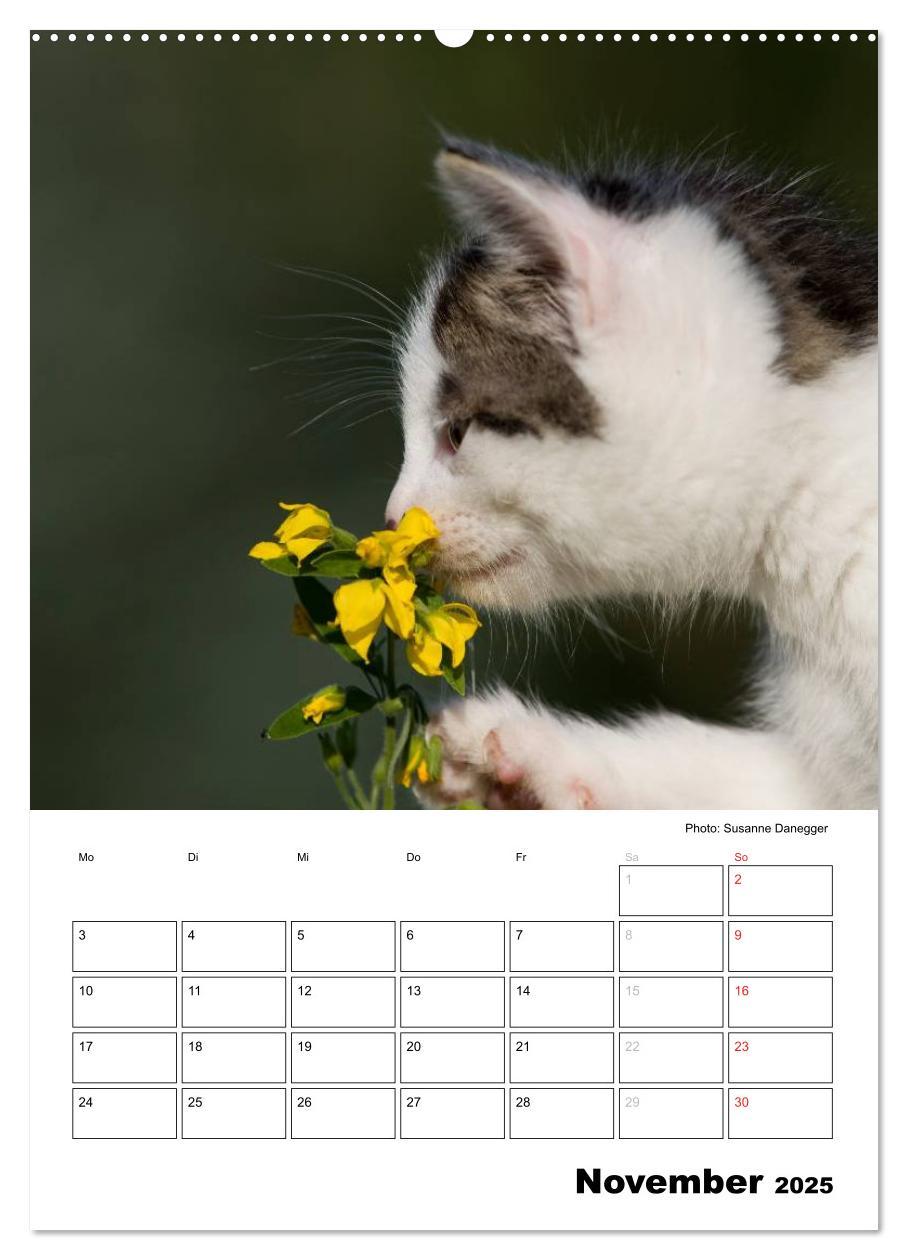 Bild: 9783457086063 | Katzenkinder - Impressionen (Wandkalender 2025 DIN A2 hoch),...