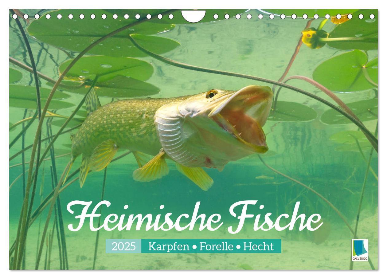 Cover: 9783457180532 | Heimische Fische: Karpfen, Forelle, Hecht (Wandkalender 2025 DIN A4...