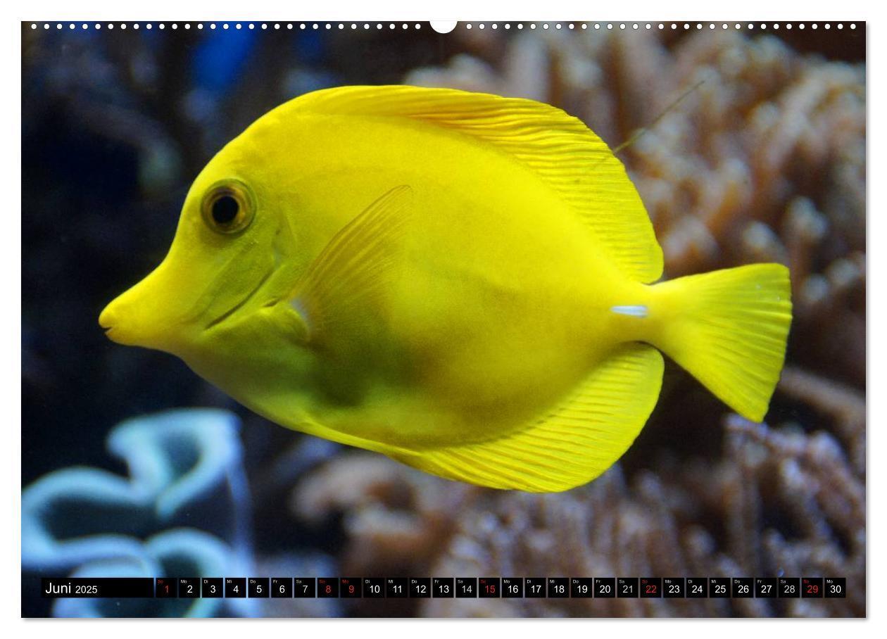 Bild: 9783435717446 | Fische und Meerestiere (Wandkalender 2025 DIN A2 quer), CALVENDO...