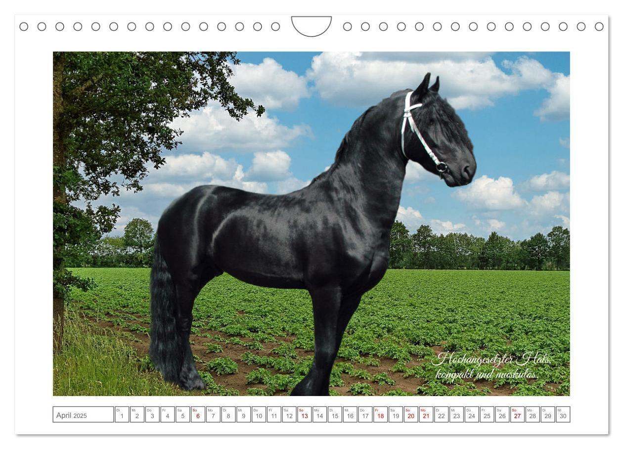 Bild: 9783383869808 | Friesen - elegant und kraftvoll (Wandkalender 2025 DIN A4 quer),...