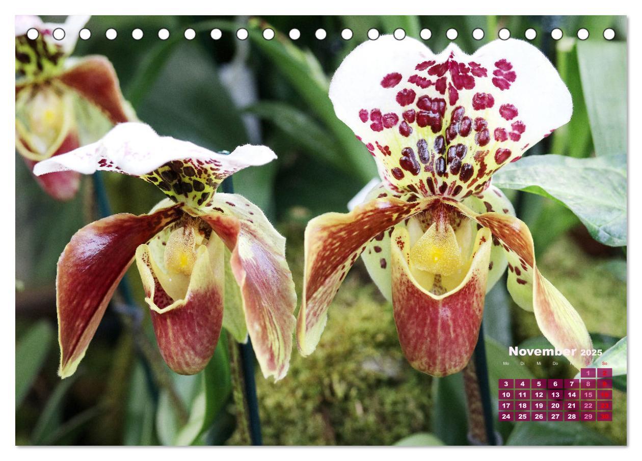 Bild: 9783383914799 | Schönste Orchideen (Tischkalender 2025 DIN A5 quer), CALVENDO...