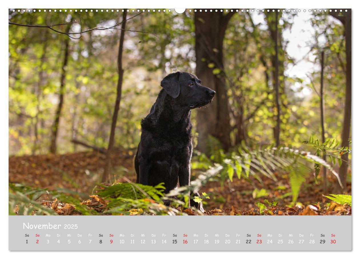 Bild: 9783435531554 | Liebenswerter Labrador 2025 (Wandkalender 2025 DIN A2 quer),...