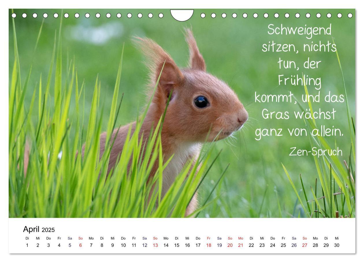 Bild: 9783435434244 | Der literarische Eichhörnchen-Kalender (Wandkalender 2025 DIN A4...