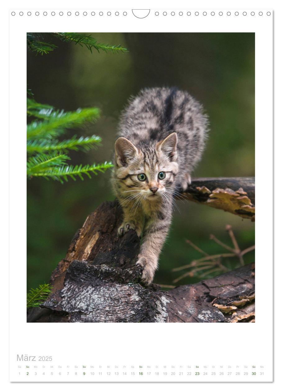 Bild: 9783435954179 | Wildkatzen - Kleine Samtpfoten des Waldes (Wandkalender 2025 DIN A3...