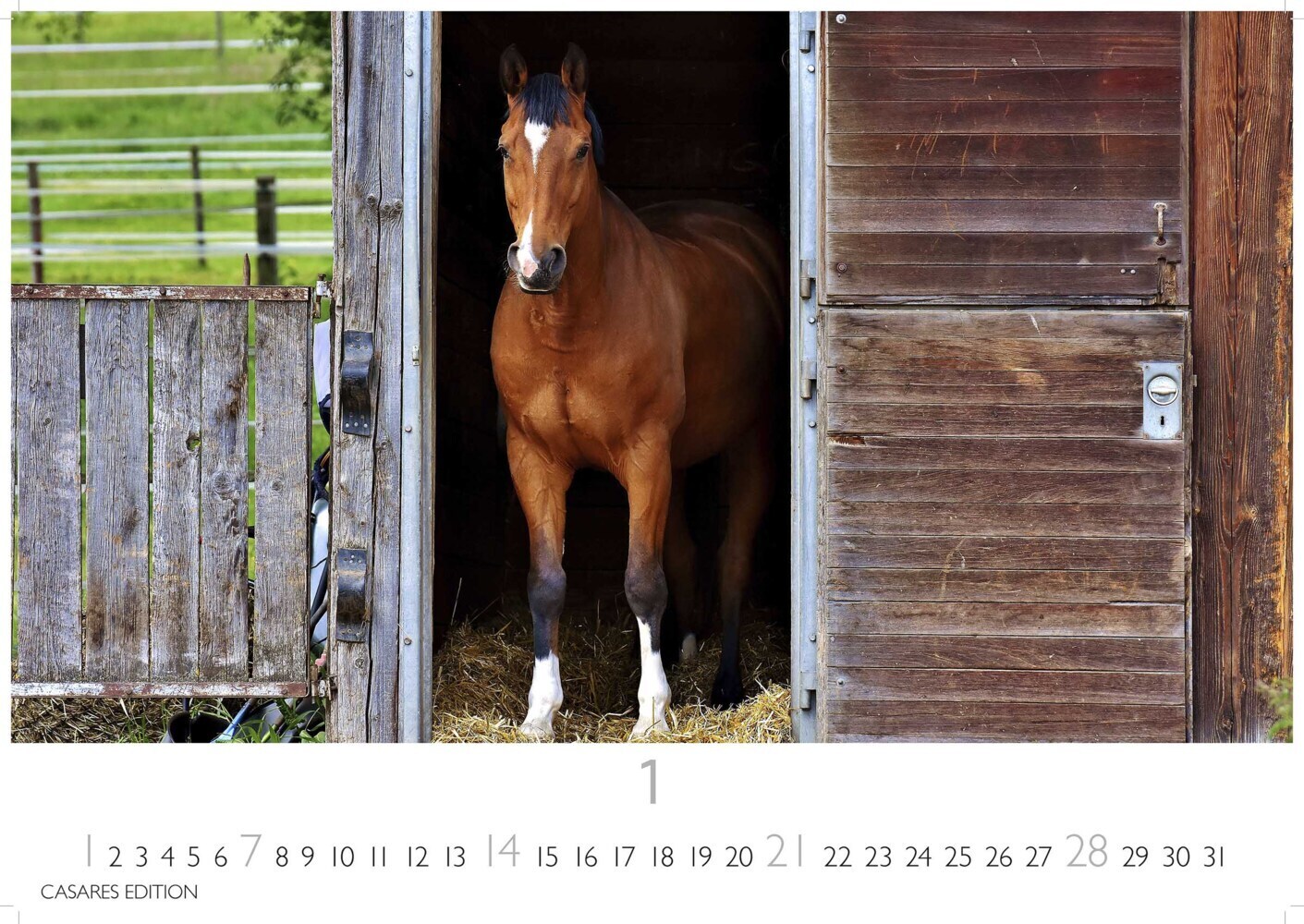 Bild: 9789918620722 | Pferde 2024 L 35x50cm | Kalender | 14 S. | Deutsch | 2024