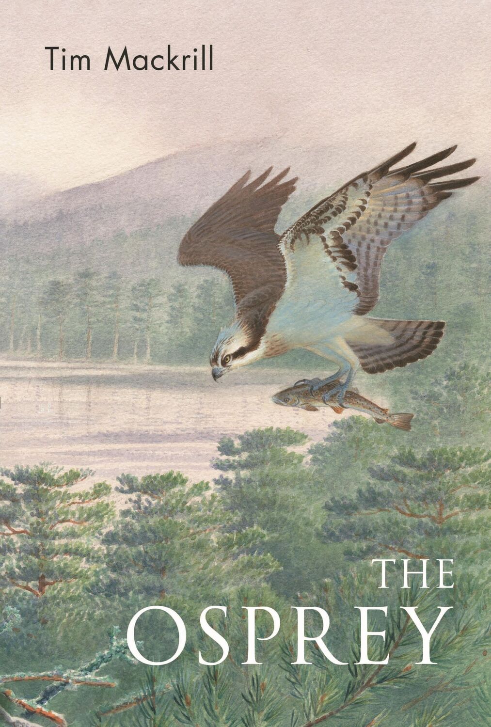 Autor: 9781472992611 | The Osprey | Tim Mackrill | Taschenbuch | Kartoniert / Broschiert