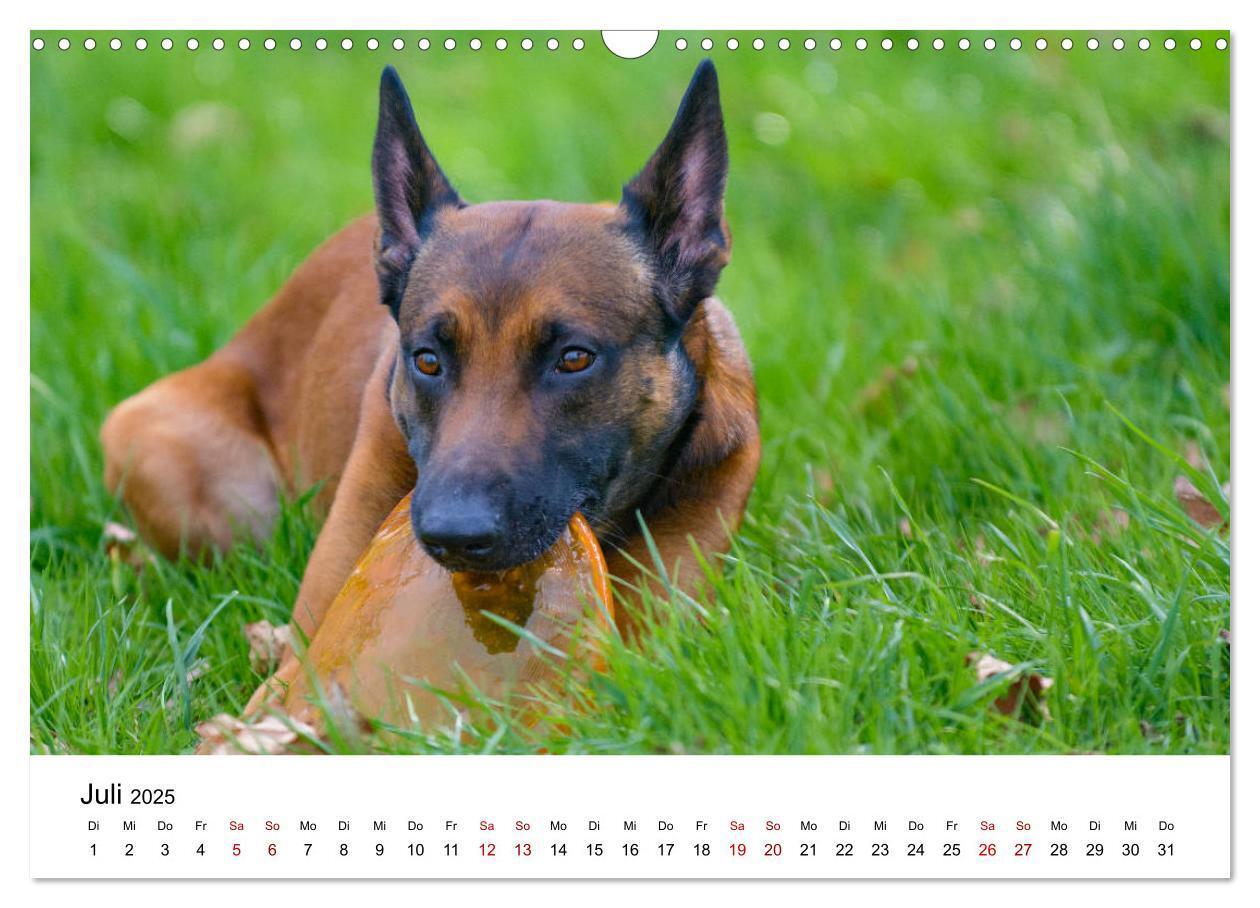 Bild: 9783435340019 | Malinois - Wahnsinn auf vier Pfoten (Wandkalender 2025 DIN A3...