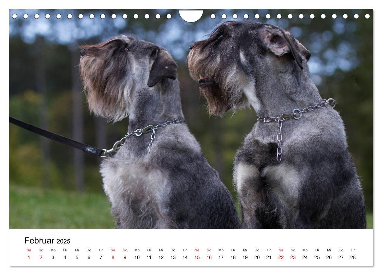 Bild: 9783435424887 | Schnauzer... von Zwergen und Riesen 2025 (Wandkalender 2025 DIN A4...