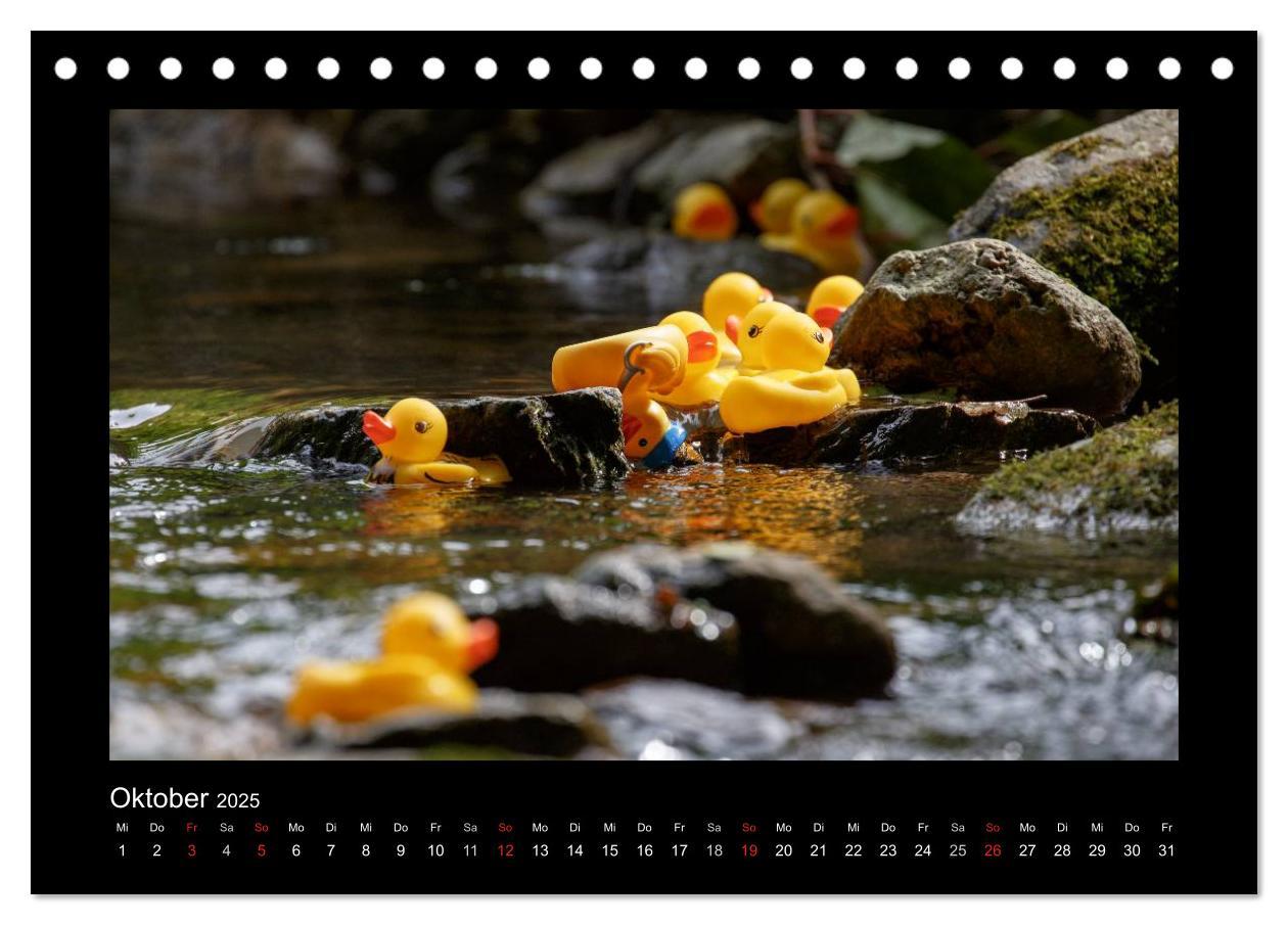 Bild: 9783435691005 | Enten-Rennen (Tischkalender 2025 DIN A5 quer), CALVENDO Monatskalender