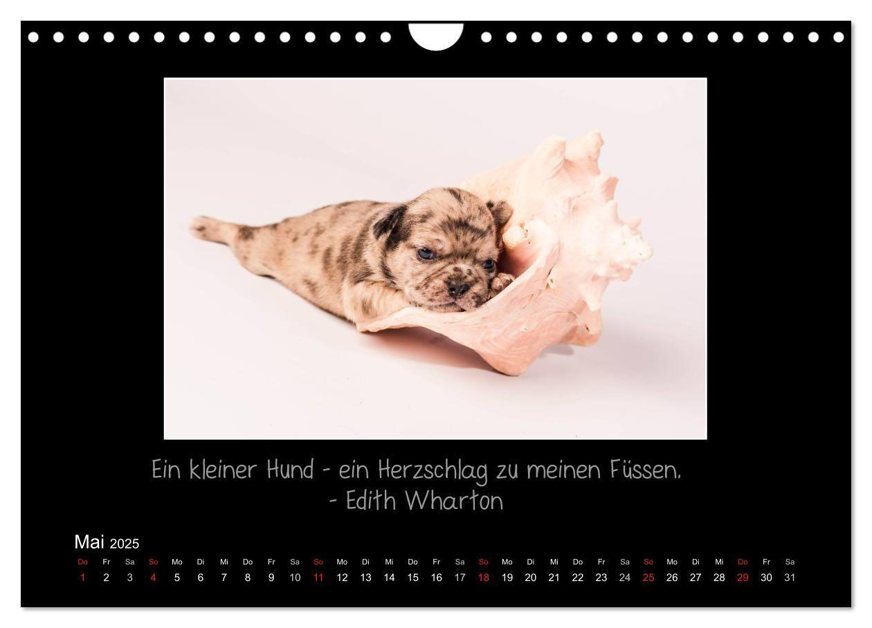 Bild: 9783435713837 | Möpse 2025 (Wandkalender 2025 DIN A4 quer), CALVENDO Monatskalender