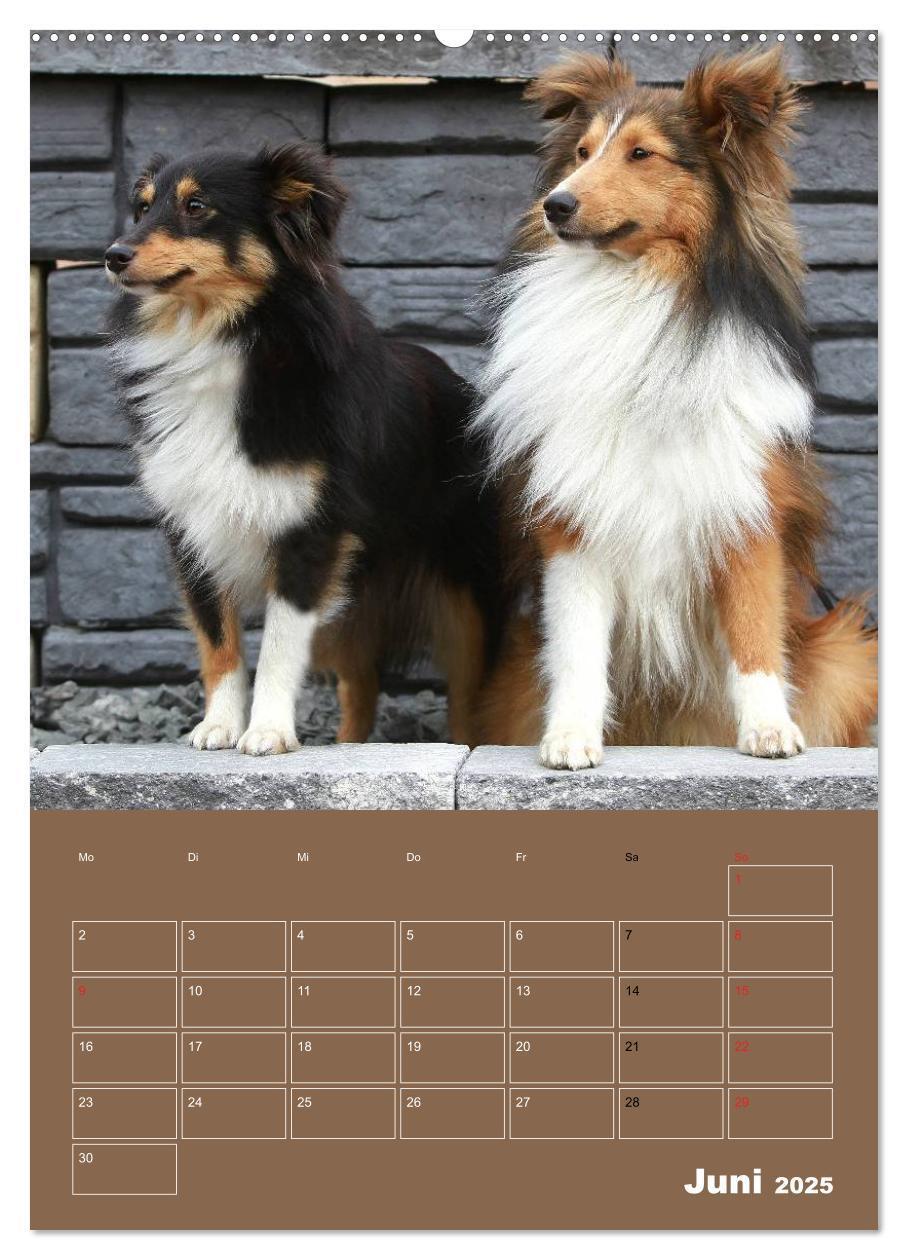 Bild: 9783457012536 | SHELTIES Herzensbrecher auf 4 Pfoten (Wandkalender 2025 DIN A2...