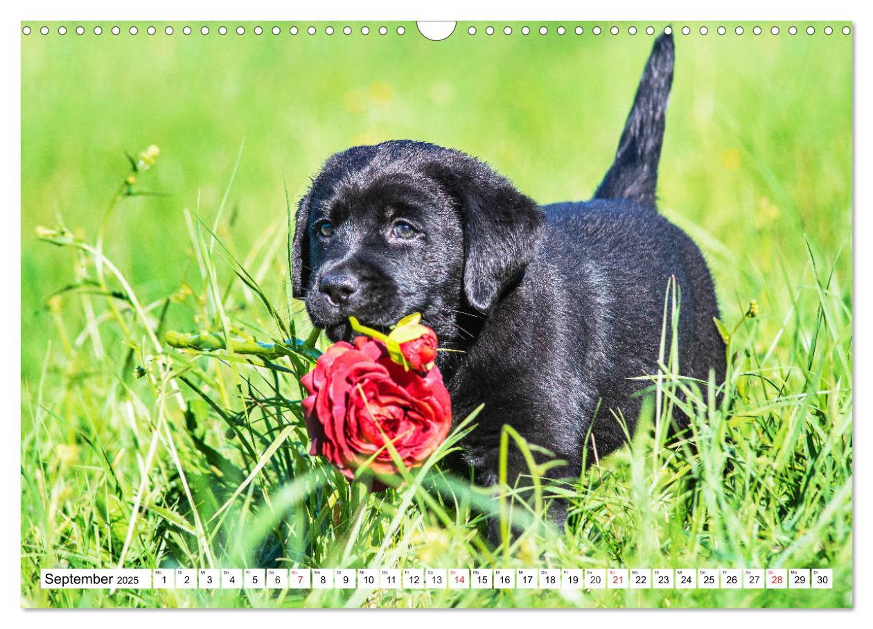 Bild: 9783435211258 | Labrador Retriever Welpen - Kleine Weltentdecker (Wandkalender 2025...