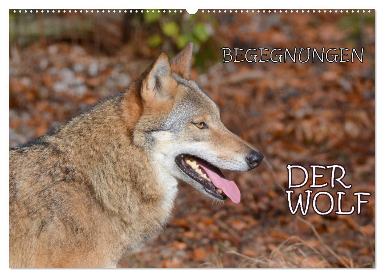 Cover: 9783383180446 | Begegnungen DER WOLF (Wandkalender 2024 DIN A2 quer), CALVENDO...