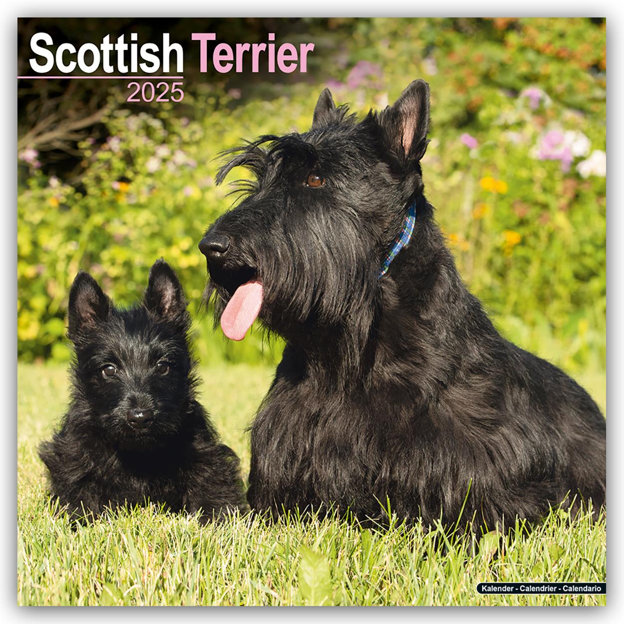 Cover: 9781804603871 | Scottish Terrier - Scottish Terrier 2025- 16-Monatskalender | Ltd