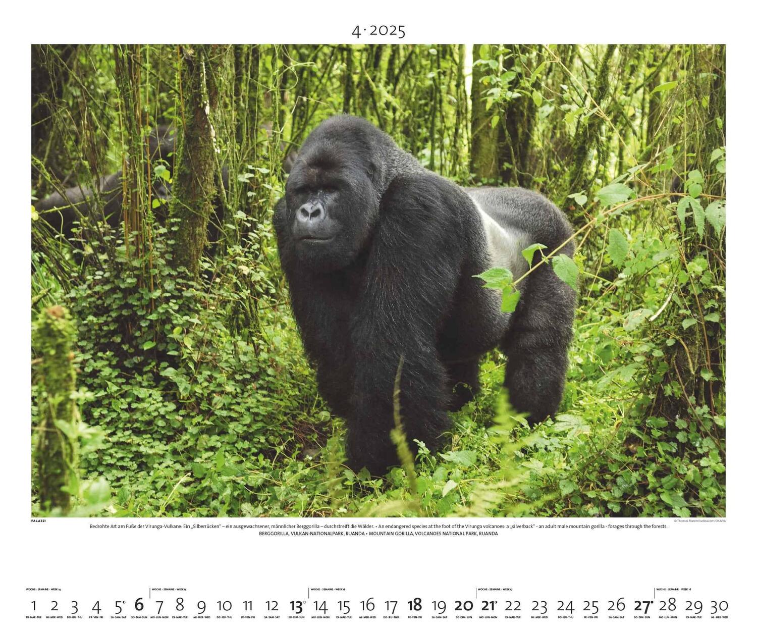 Bild: 4251734300768 | Regenwald 2025 - Bild-Kalender - Poster-Kalender - 60x50 | Rainforest