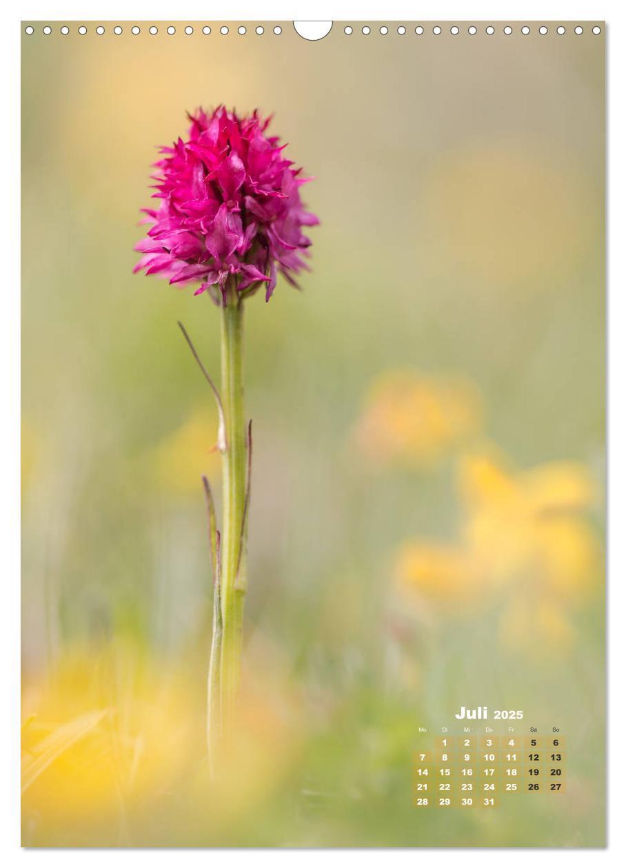 Bild: 9783435990207 | Orchideen in freier Wildbahn (Wandkalender 2025 DIN A3 hoch),...