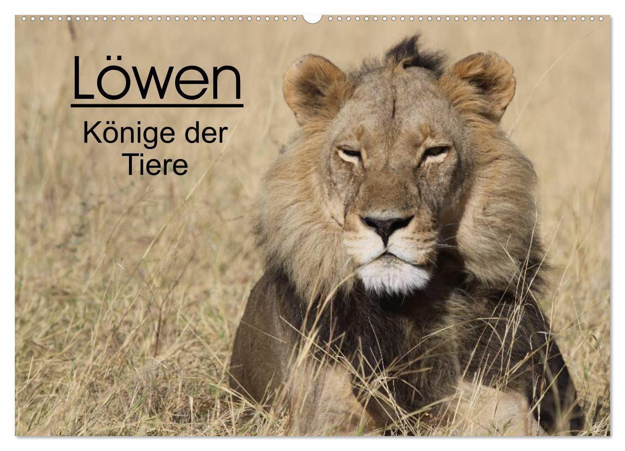 Cover: 9783435837397 | Löwen - Könige der Tiere (Wandkalender 2025 DIN A2 quer), CALVENDO...