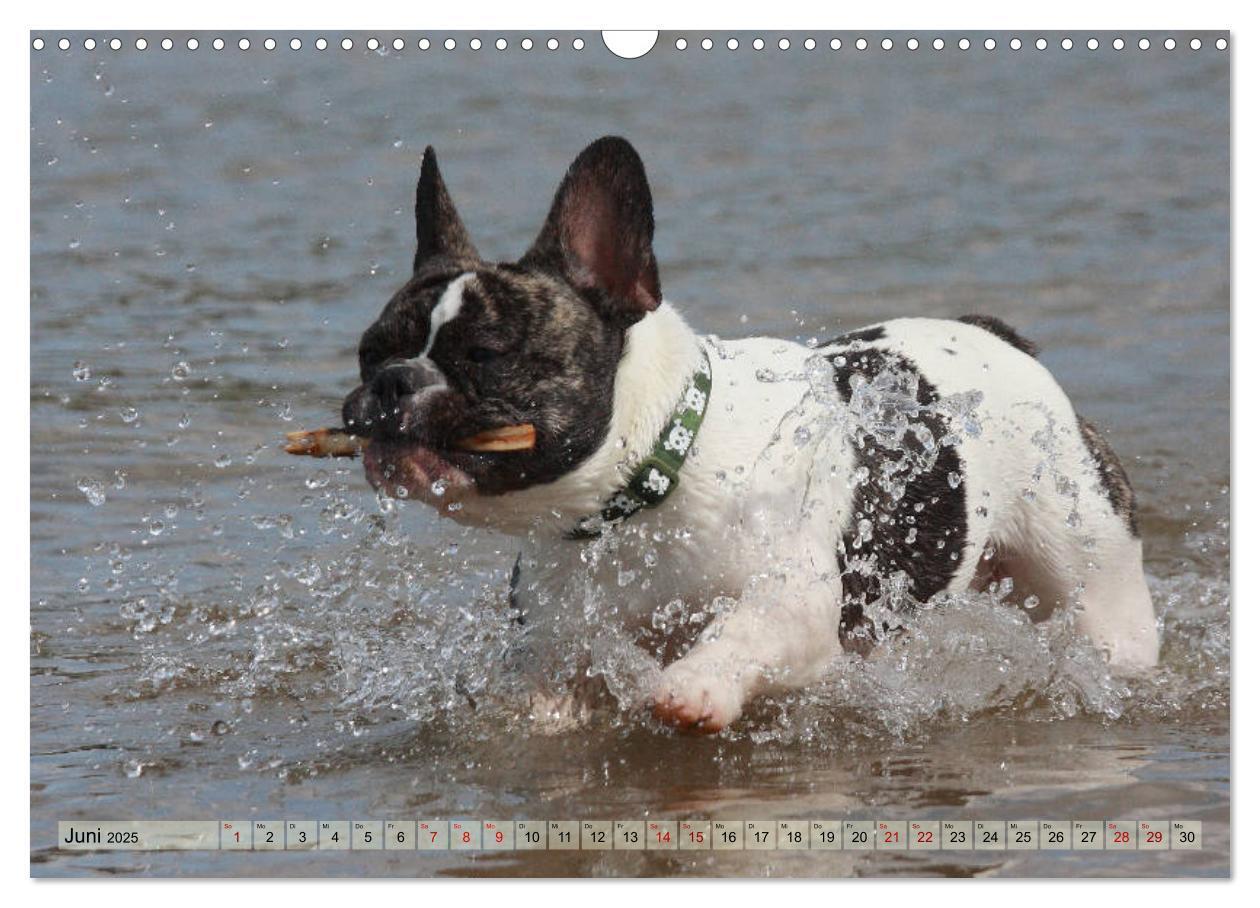 Bild: 9783435385805 | Bulldoggen - Englische und Französische Bulldoggen (Wandkalender...