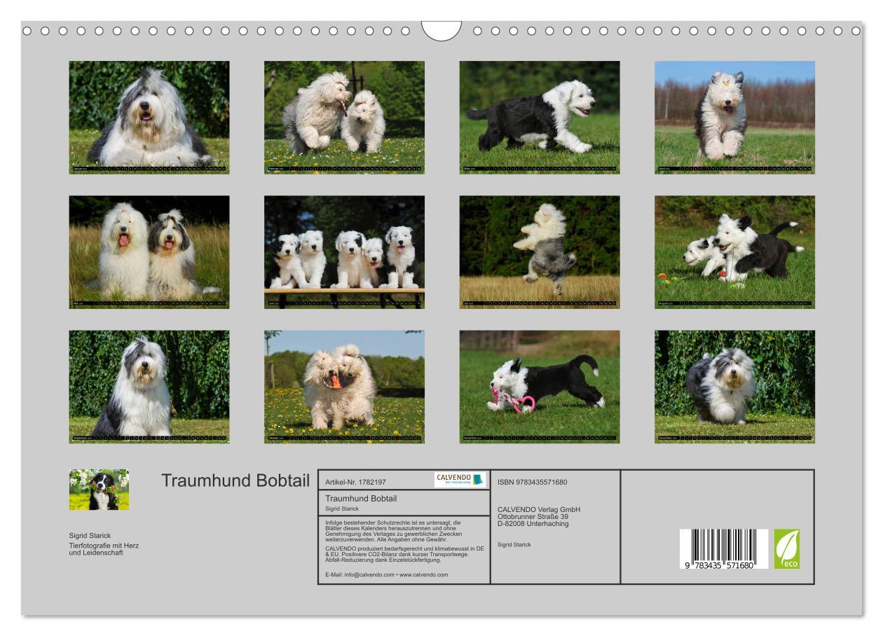 Bild: 9783435571680 | Traumhund Bobtail (Wandkalender 2025 DIN A3 quer), CALVENDO...