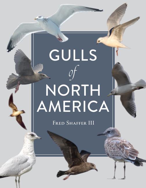 Cover: 9780764362941 | Gulls of North America | Fred Shaffer | Taschenbuch | Englisch | 2022