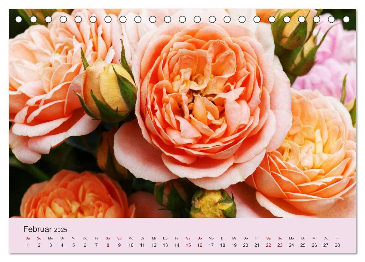 Bild: 9783435452309 | Rosen Reigen im Garten (Tischkalender 2025 DIN A5 quer), CALVENDO...