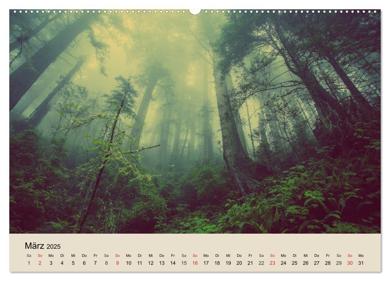 Bild: 9783435317714 | Der Wald. Durch zauberhafte Waldlandschaften (Wandkalender 2025 DIN...