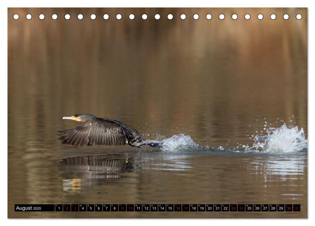 Bild: 9783435054008 | Der Kormoran - Ein intelligenter Fischjäger (Tischkalender 2025 DIN...