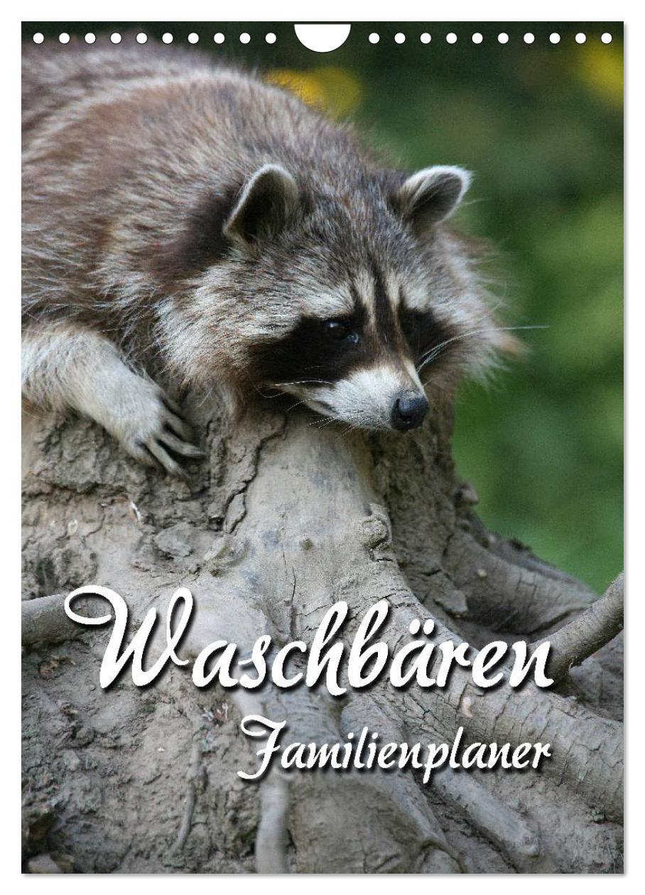 Cover: 9783457077276 | Waschbären Familienplaner (Wandkalender 2025 DIN A4 hoch), CALVENDO...