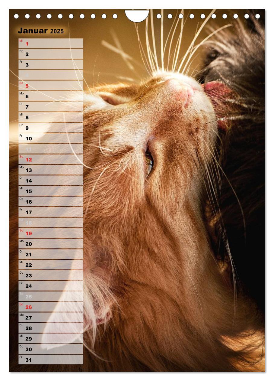 Bild: 9783457014035 | DIE GEFÜHLSWELT (Wandkalender 2025 DIN A4 hoch), CALVENDO...