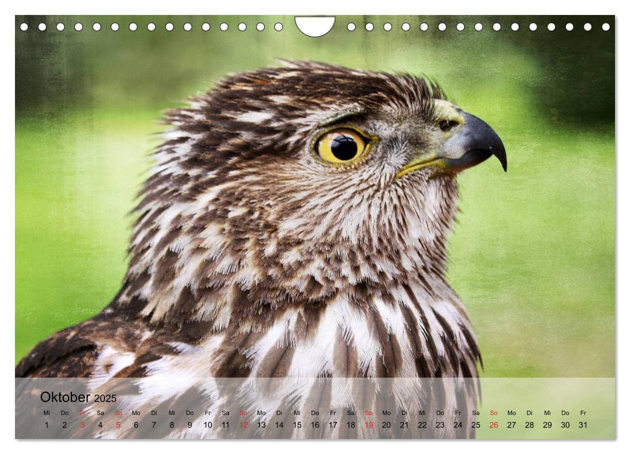 Bild: 9783435651450 | Falken und Greifvögel. Edle Jäger (Wandkalender 2025 DIN A4 quer),...