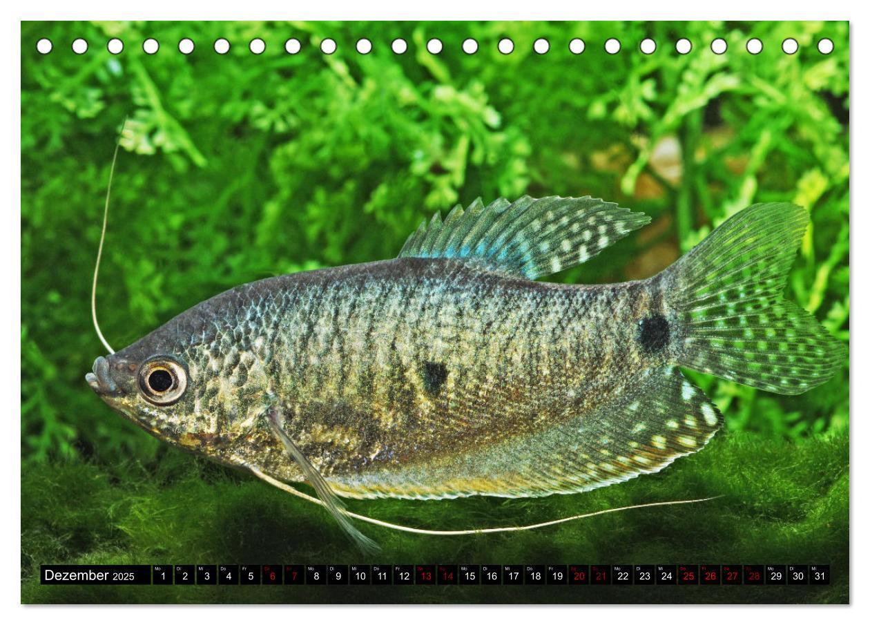 Bild: 9783383906275 | Beliebte Fische der Welt (Tischkalender 2025 DIN A5 quer), CALVENDO...