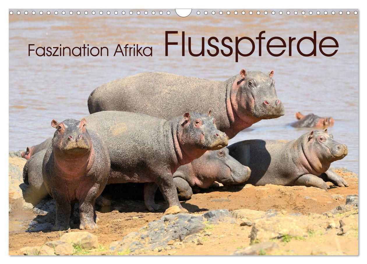Cover: 9783675683013 | Faszination Afrika: Flusspferde (Wandkalender 2024 DIN A3 quer),...