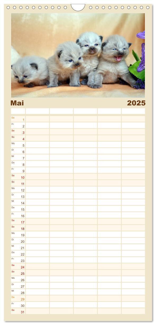 Bild: 9783457123881 | Familienplaner 2025 - Katzenparade mit 5 Spalten (Wandkalender, 21...