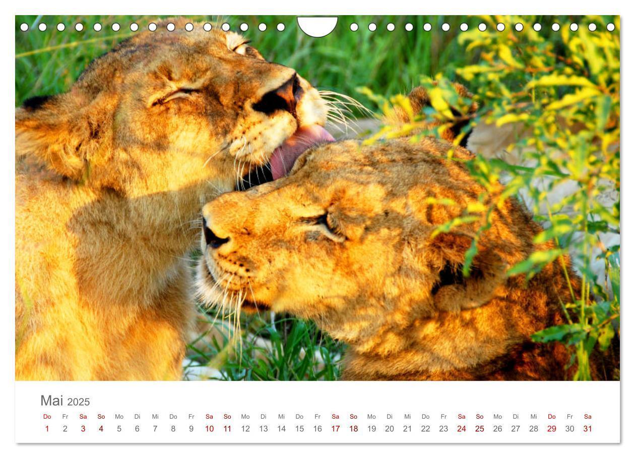 Bild: 9783435233694 | Safari / Afrika (Wandkalender 2025 DIN A4 quer), CALVENDO...