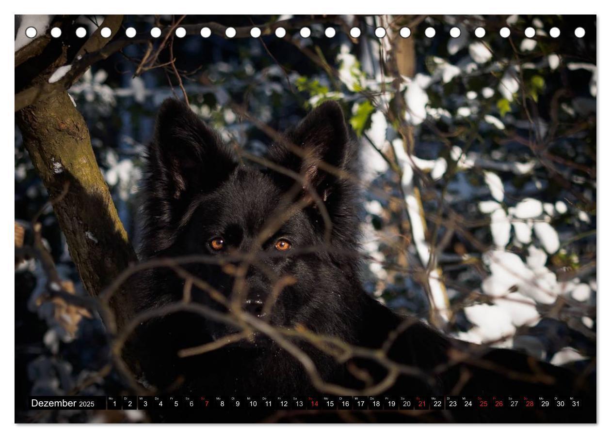 Bild: 9783435572564 | Schwarz ist schön! Der lackschwarze altdeutsche Schäferhund...