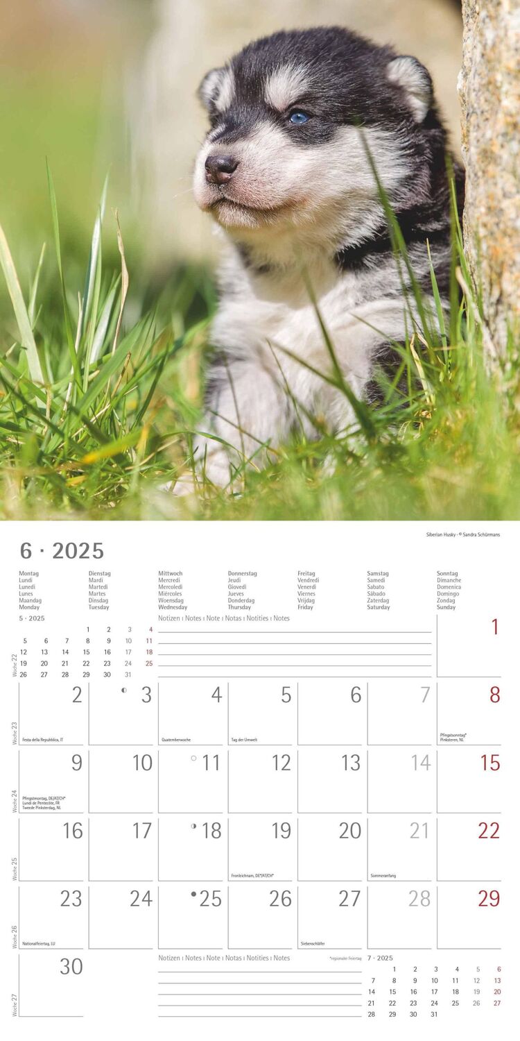 Bild: 4251732340667 | Welpen 2025 - Broschürenkalender 30x30 cm (30x60 geöffnet) -...